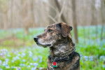 Photo Plott Hound