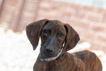 Photo Plott Hound