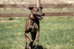 Photo Plott Hound