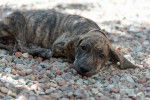 Photo Plott Hound