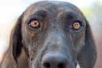 Photo Plott Hound