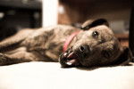Photo Plott Hound