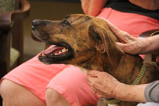 Yaya - Plott Hound Femelle