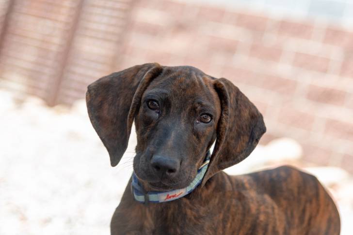 Photo Plott Hound
