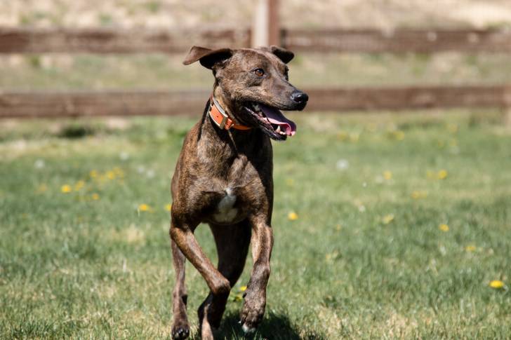 Photo Plott Hound