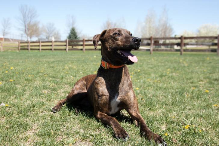 Photo Plott Hound