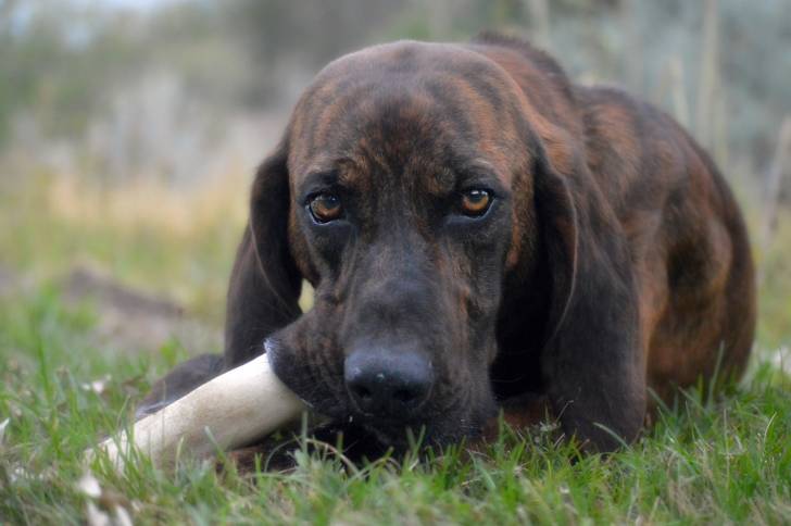 Photo Plott Hound