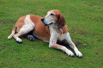 La morphologie d'un American English Coonhound