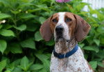 Photo American English Coonhound