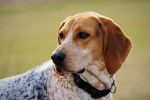 Un American English Coonhound vu de près