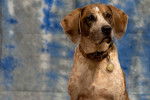 Un American English Coonhound vu de face