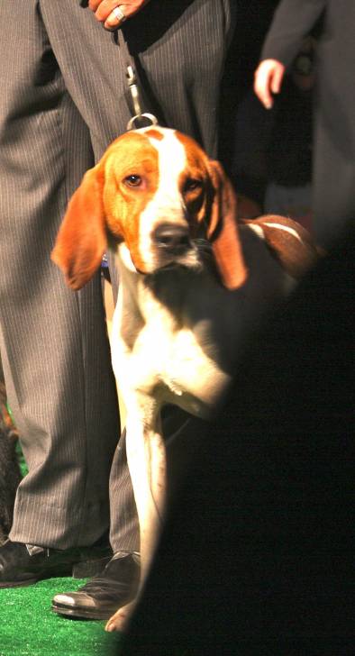 Photo American English Coonhound