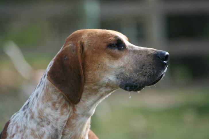 La tête d'un American English Coonhound vu de profil
