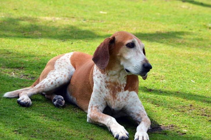 Un American English Coonhound allongé sur la pelouse