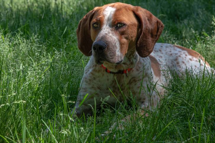 Un American English Coonhound allongé dans l'herbe