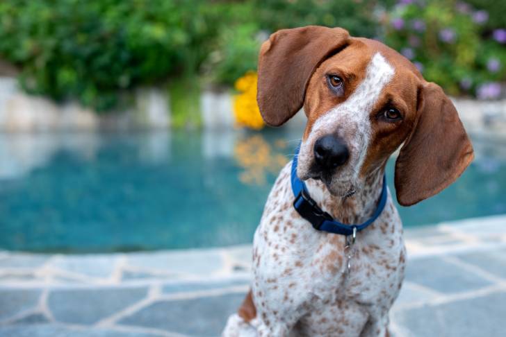 Un American English Coonhound au bord de la piscine