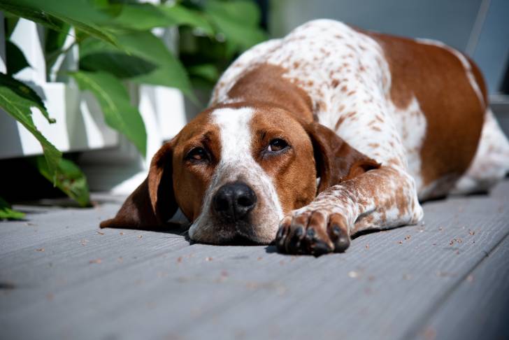 Un American English Coonhound allongé devant son domicile