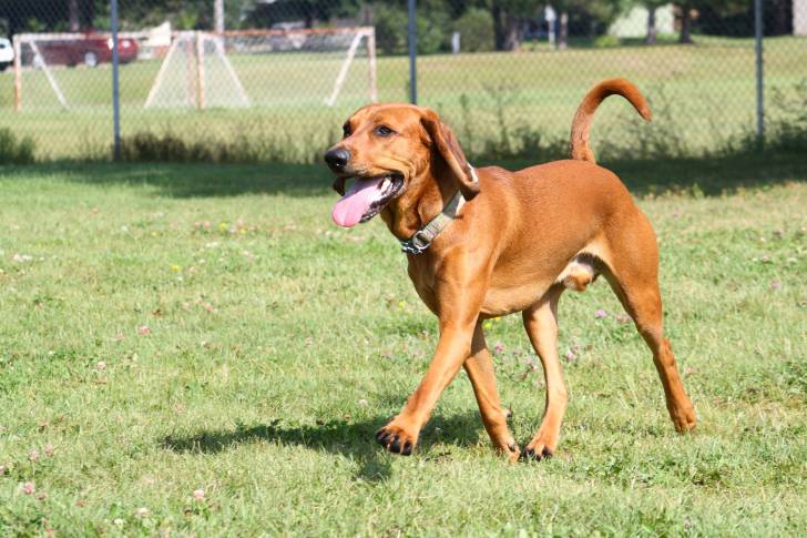 Un American English Coonhound qui se promène sur une pelouse
