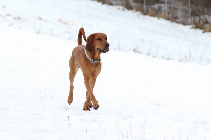 Un American English Coonhound en promenade sur la neige 