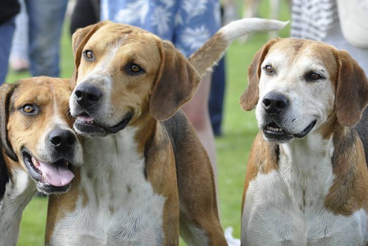 Trois chiens de la race American English Coonhound