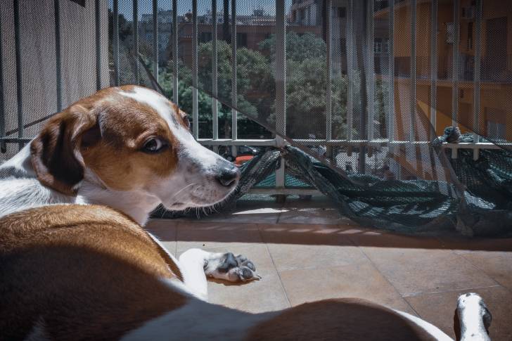 Un American English Coonhound allongé sur un balcon d'appartement