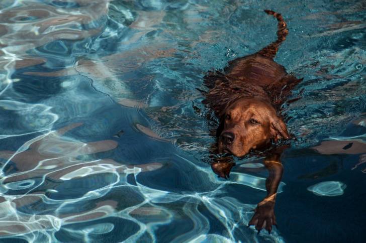 Un American English Coonhound en train de nager dans une piscine