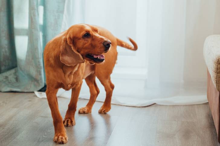 Un American English Coonhound à son domicile