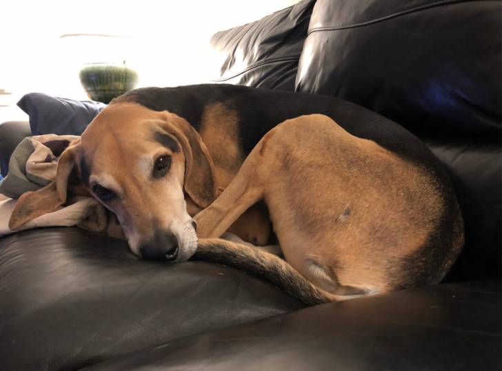 Un American English Coonhound allongé sur un canapé