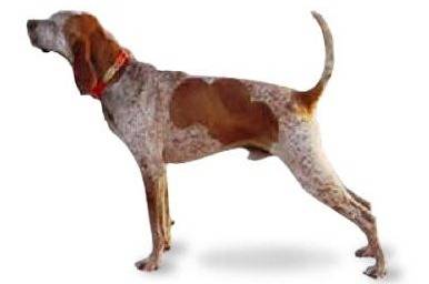Un American English Coonhound sur fond blanc