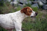 Photo American English Coonhound
