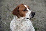 Le pelage d'un American English Coonhound