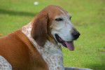 Photo American English Coonhound