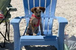 Un American English Coonhound assis sur une chaise