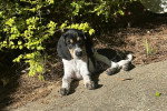 Un American English Coonhound allongé et regardant vers la caméra