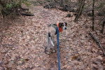 Un American English Coonhound tenu en laisse sur un terrain jonchés de feuilles mortes