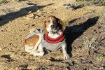 Un American English Coonhound allongé sur une surface sableuse 