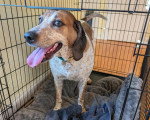 Un American English Coonhound à l'intérieur d'une cage
