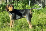 Un American English Coonhound dans l'herbe