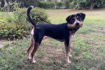 Un American English Coonhound sur un terrain herbeux et tenant un os dans sa gueule
