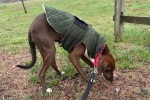 Un American English Coonhound reniflant le sol