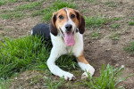 Un American English Coonhound allongé sur un terrain herbeux