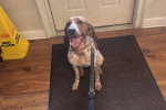 Un American English Coonhound assis sur un tapis et tirant la langue
