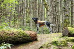 Un American English Coonhound dans les bois et portant un harnais