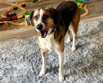 Un American English Coonhound sur un tapis