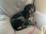 Un American English Coonhound allongé sur un fauteuil