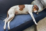Un American English Coonhound allongé sur un canapé