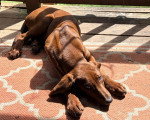  Un American English Coonhound allongé et regardant vers la caméra
