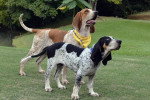 Deux American English Coonhound sur une pelouse verte