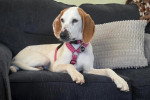 Un American English Coonhound allongé sur un canapé