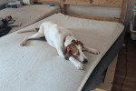 Un American English Coonhound allongé sur un lit et semblant dormir